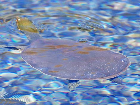 Spiny Softshell (Apalone spinifera emoryi)