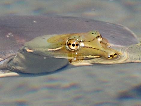 Spiny Softshell (Apalone spinifera emoryi)