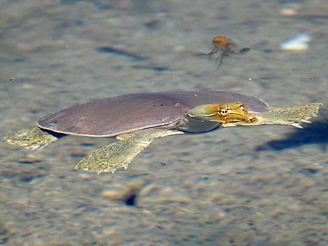 Spiny Softshell (Trionyx spiniferus)