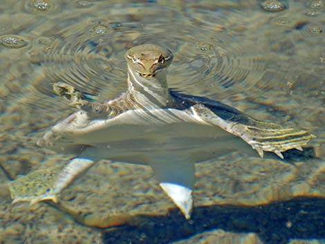 Spiny Softshell (Apalone spinifera emoryi)